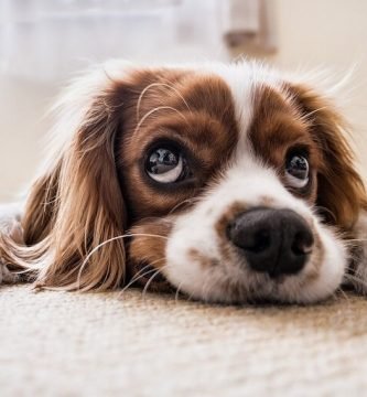 lista de cosas para perros